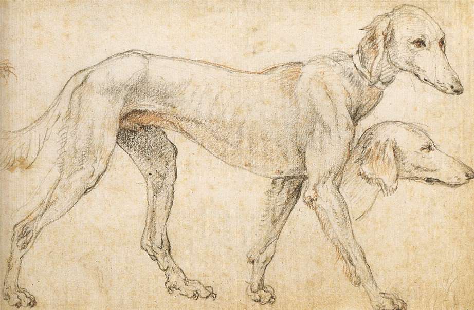 Studies of a Greyhound